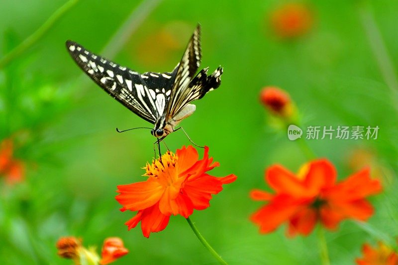 蝴蝶和黄色/橙色的宇宙花